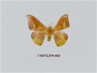 藏品(鉛斑帶鉤蛾)的圖片